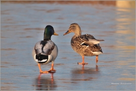 <p>KACHNA DIVOKÁ (Anas platyrhynchos) /Mallard - Stockente/</p>